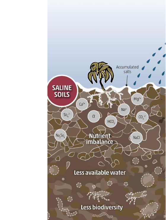 DESAFÍO DE ALTA SALINIZACIÓN EN LA AGRICULTURA